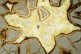 Polished Septarian Slab - Utah #378486-1